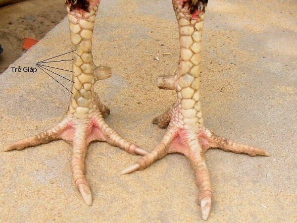 Có nên chọn gà chọi có vảy gà kích giáp đá hay không? 5 Hướng dẫn cách xác định vảy gà kích giáp chuẩn xác nhất