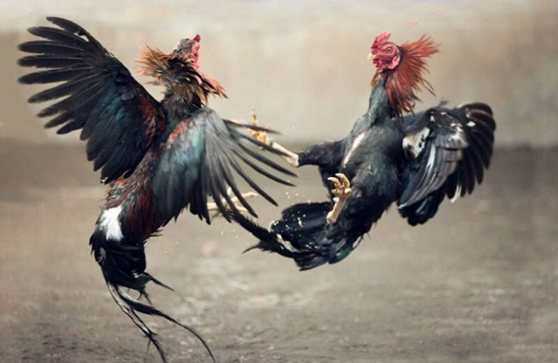 Tìm hiểu về gà đá chân cua và kinh nghiệm nuôi nên biết 10 Kinh nghiệm nuôi gà đá chân cua mà bạn nên biết