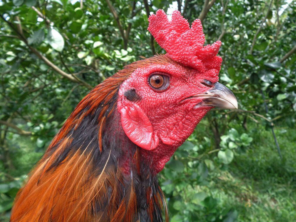 Kỹ thuật xem mắt gà chọi hay anh em sư nên biết 7 Kỹ thuật xem mắt gà chọi hay thông qua dáng mắt của gà chọi