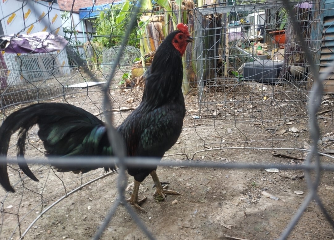 Nếu đổ gà trùng huyết có đá được không? 6 Người đổ gà phải có kinh nghiệm trong việc chăm sóc gà