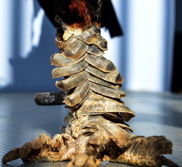 Vảy gà quý là gì và có những loại vảy nào? 6 Nhiều người sưu tầm những con gà có vảy quý vì sở thích