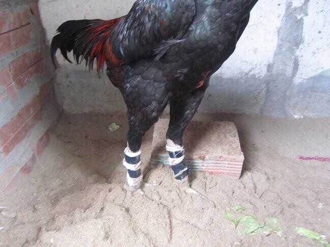 Bật mí cách tập tạ chân cho gà đá đúng cách sư kê cần biết 6 Phương pháp chạy lồng là bài tập nền móng cho gà đá