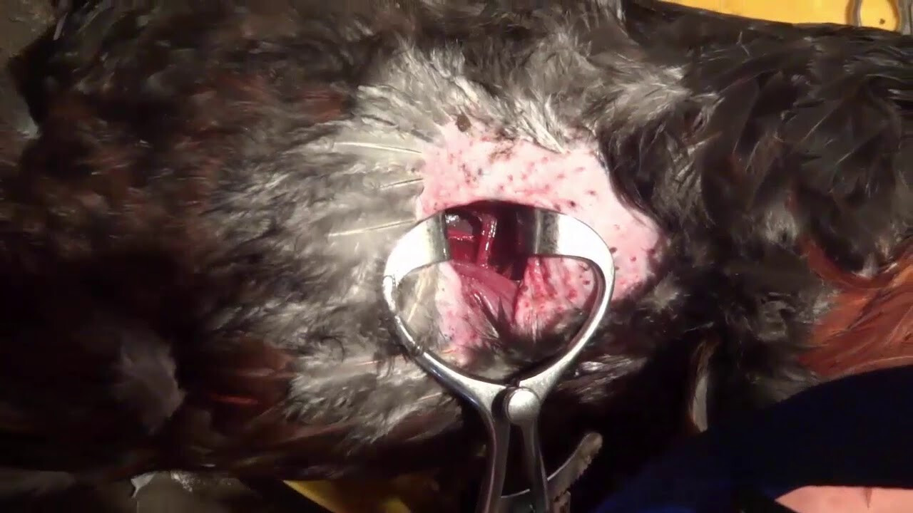 Hướng dẫn chi tiết thiến gà đúng cách, an toàn nhất 7 Tại sao cần phải biết cách thiến gà đúng cách?