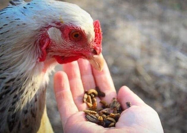 Cách nuôi gà đá tới pin như thế nào nhanh chóng và hiệu quả 8 Chế độ dinh dưỡng rất quan trọng cho gà chiến