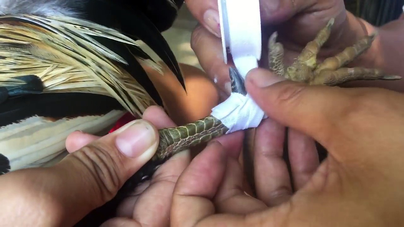 Mách bạn cách băng cựa gà đá chuẩn, hạ gục đối thủ nhanh 4 Cựa dao có thể gây sát thương khiến đối thủ tử vong