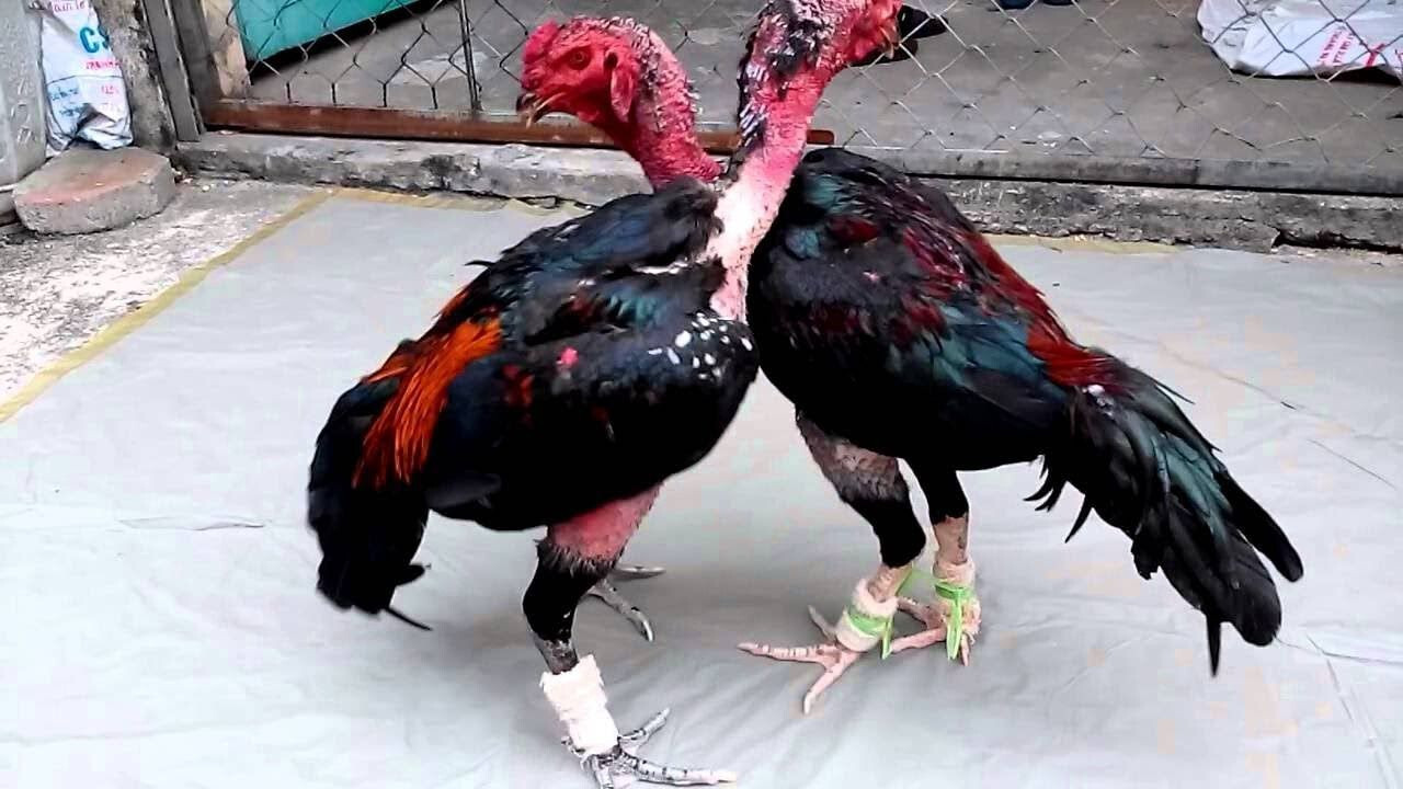 Tổng hợp các thế đá của gà chọi hay nhất trong chọi gà 7 Gà trụ là một trong những thế đá gà chọi hay