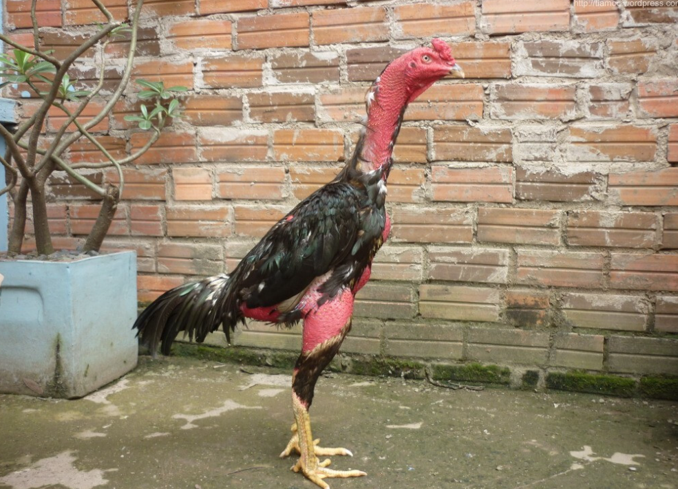 Tổng hợp các thế đá của gà chọi hay nhất trong chọi gà 5 Gà vỉa - 1 trong các thế đá của gà chọi hay