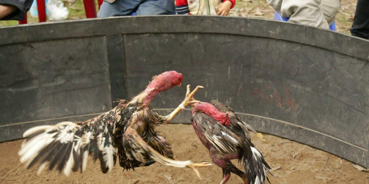 Chia sẻ kinh nghiệm trong cách nuôi gà đá sung, máu chiến 8 Kinh nghiệm cho gà đá ăn, uống mà anh em sư kê nên biết để có cách nuôi gà đá sung, máu chiến