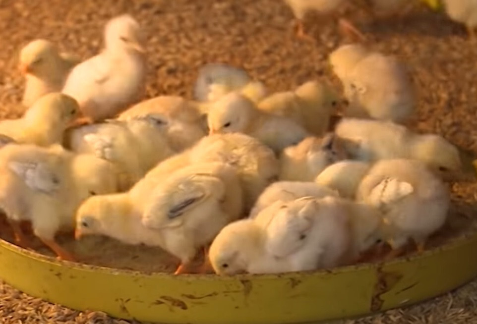 Bí quyết nuôi gà con khỏe mạnh, lớn nhanh từ chuyên gia 7 Lồng úm gà con - Bí quyết nuôi gà con khỏe mạnh