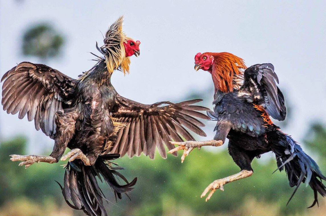 Chia sẻ kinh nghiệm trong cách nuôi gà đá sung, máu chiến 9 Luyện tập giúp gà đá sung