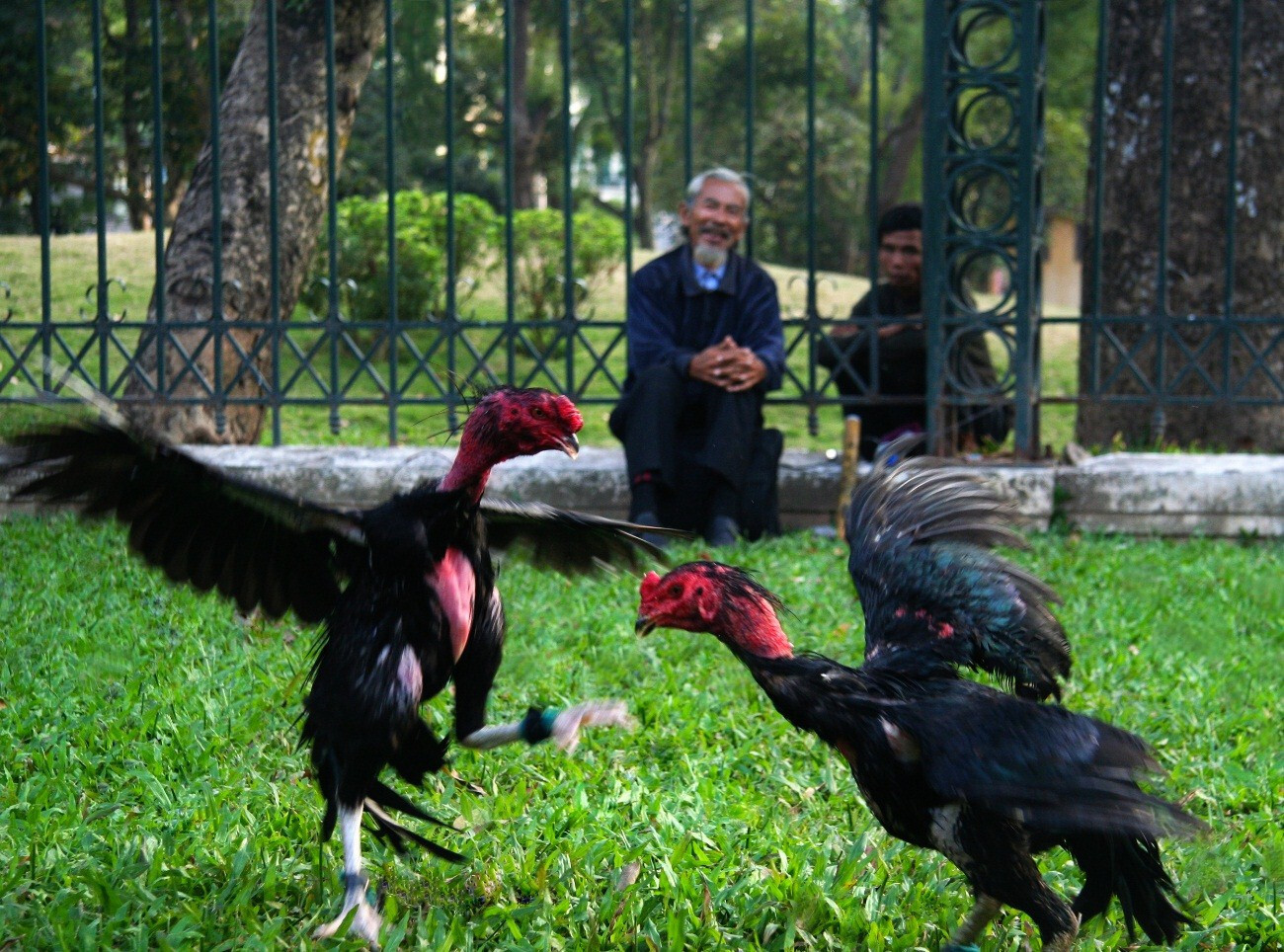 Gà đá đòn cáo là gì? Cách nhận biết gà có đòn cáo hiểm 7 Tổng hợp những cách nhận biết gà đá có đòn cáo hiểm mà anh em sư kê nên biết