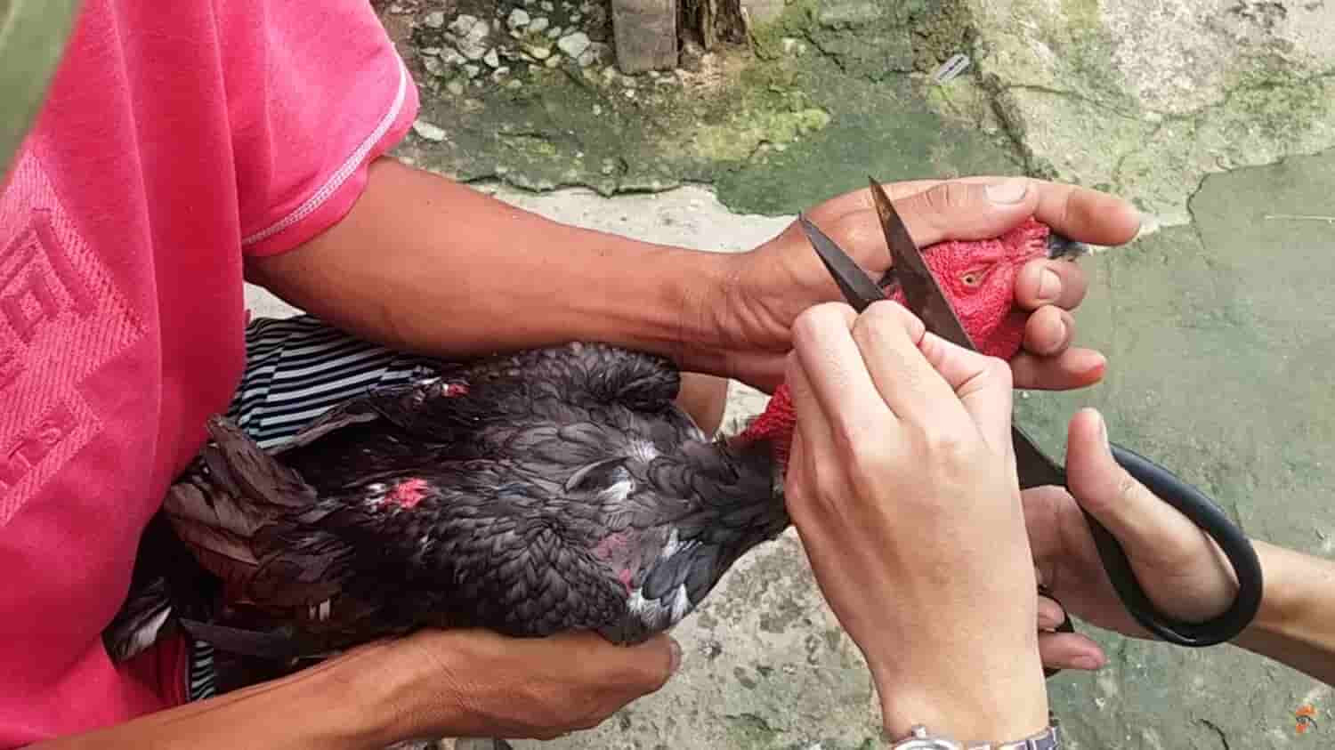 Giải đáp thắc mắc: "Gà cắt tai bao lâu thì đá được?" 6 Kỹ thuật cắt tai gà bằng kéo dành cho sư kê mới bắt đầu