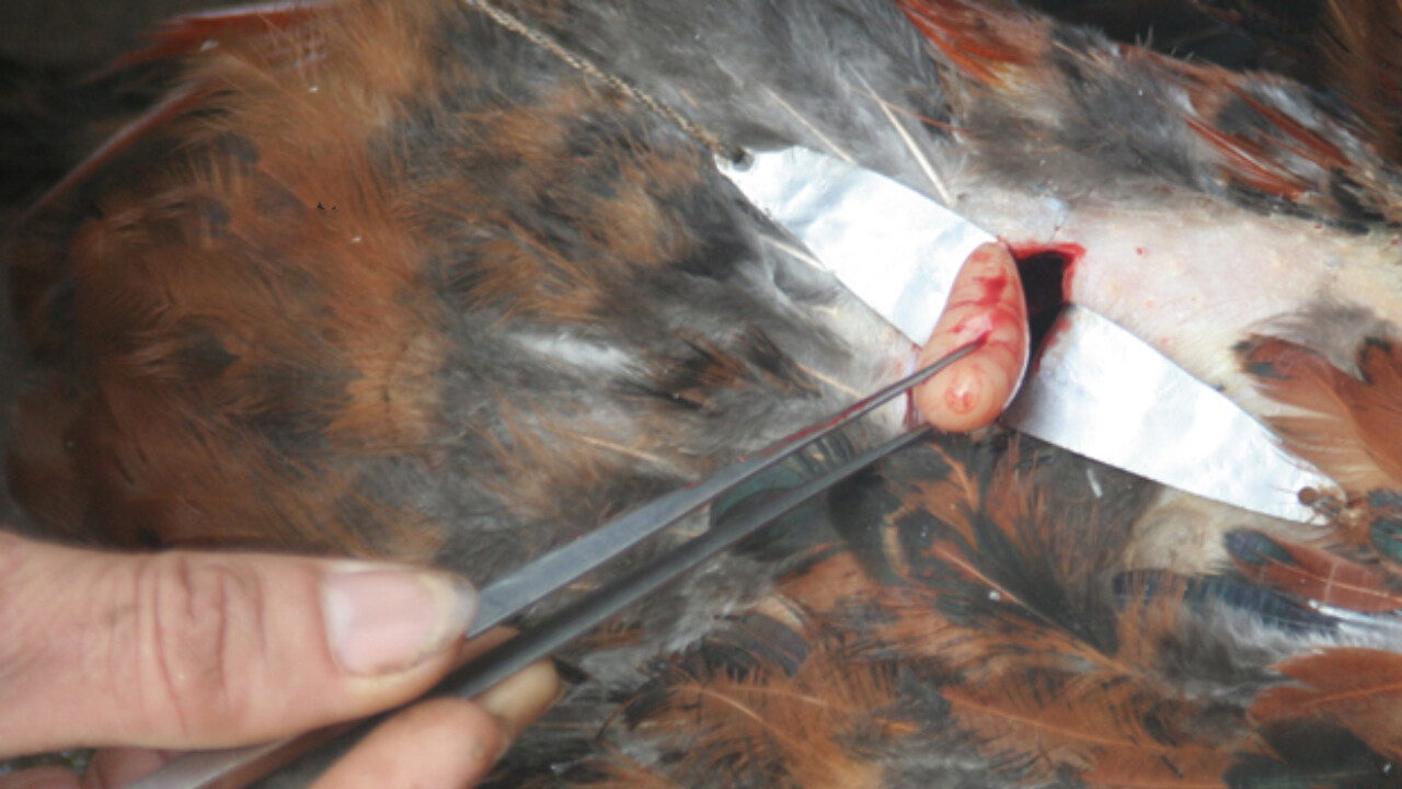 2 phương pháp thiến gà đá đúng cách bạn nên biết 4 Hiện nay người ta thường thiến gà thông qua hai phương pháp thiến bụng và sườn