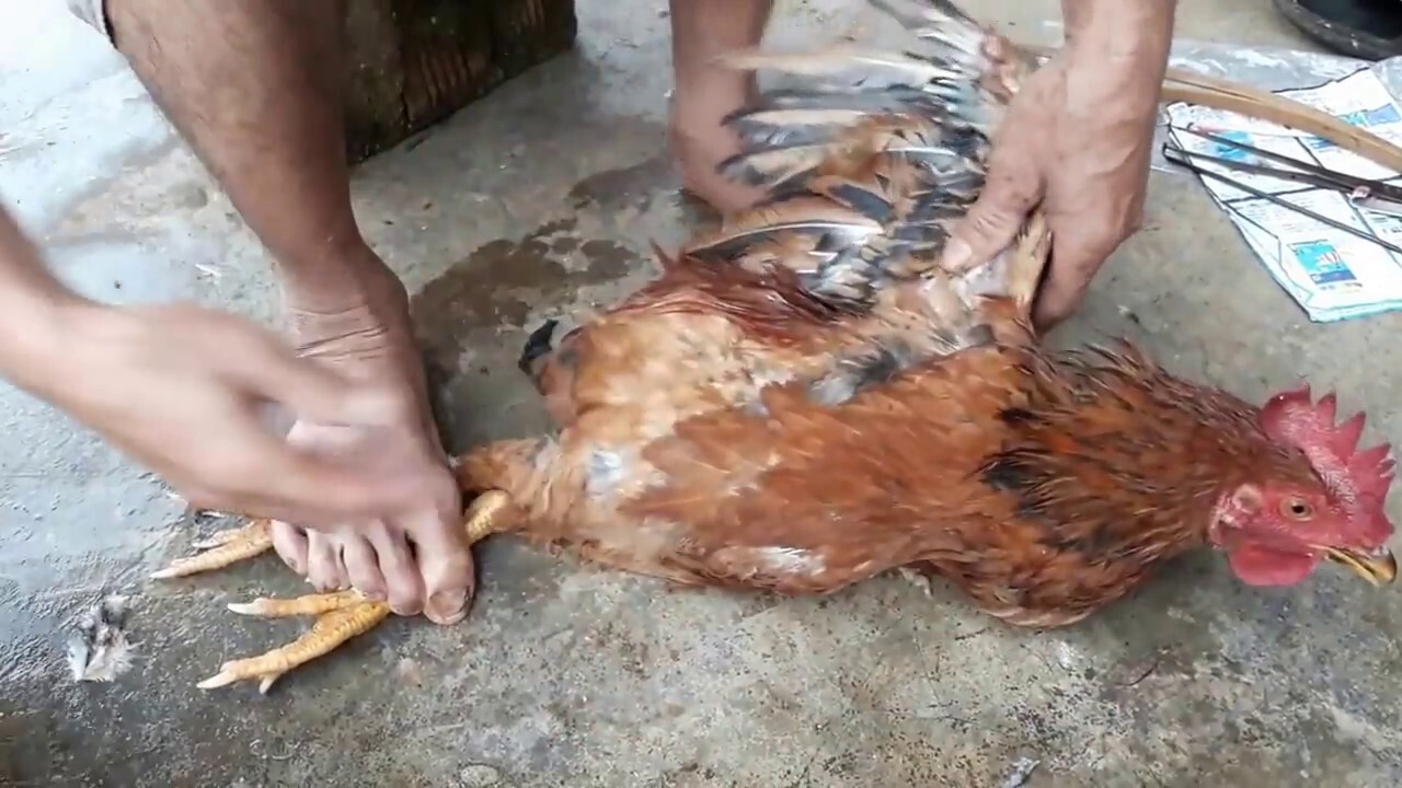 2 phương pháp thiến gà đá đúng cách bạn nên biết 5 Thiến gà sẽ giúp tăng chất lượng cơ thịt của gà hiệu quả