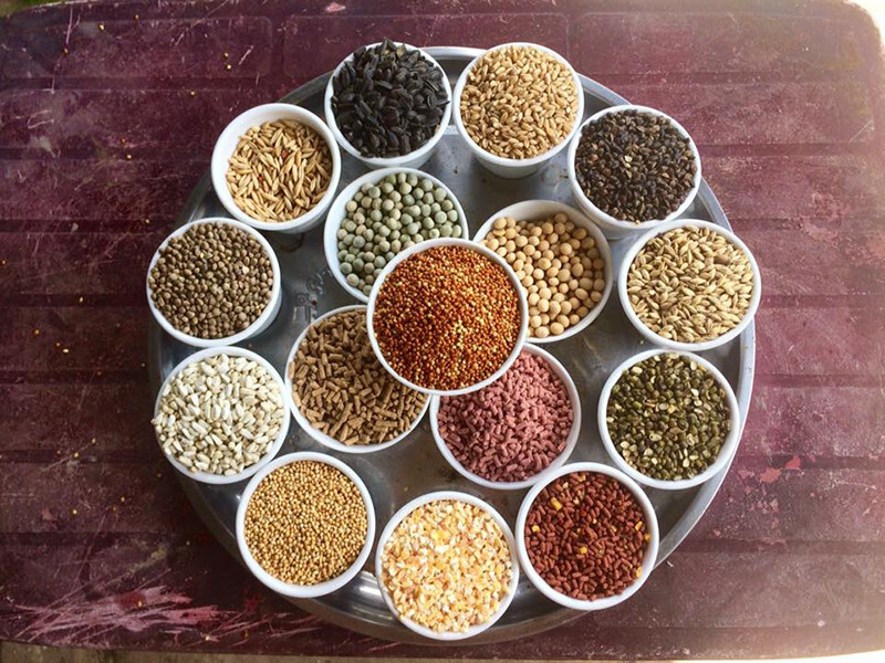 Ngũ cốc gà đá gồm những gì? Công thức trộn như thế nào 7 Các nguyên liệu ngũ cốc gà đá gồm những gì