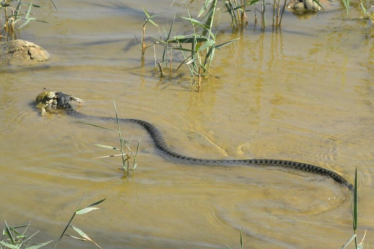 Giải mã nằm mơ thấy rắn đầy đủ từ chuyên gia sổ mơ 8 Chiêm bao thấy rắn lướt trên mặt nước