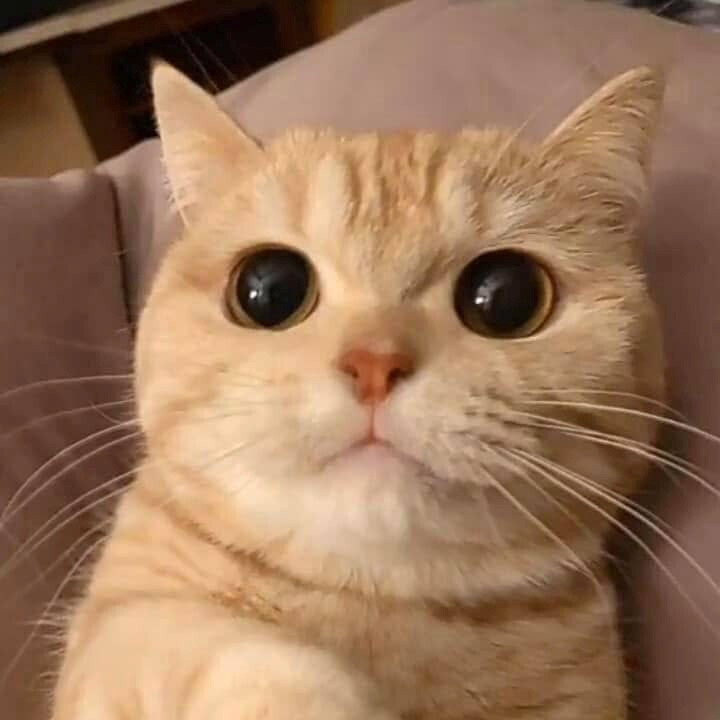 Nằm mơ thấy mèo mang lại điềm lành hay dữ? 4 Nằm mơ thấy mèo là điềm báo gì