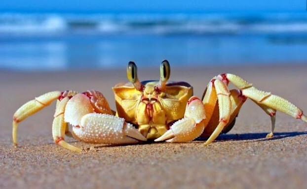 Nằm mơ thấy cua có ý nghĩa gì? Là điềm lành hay dữ? 5 Mơ thấy cua là điềm báo tốt hay xấu? Đánh số mấy