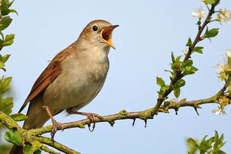 Giải mã giấc mơ thấy chim ẩn chứa điềm báo gì chi tiết nhất 8 Image 1