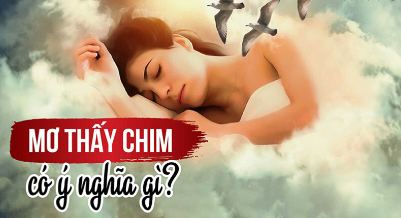 Giải mã giấc mơ thấy chim ẩn chứa điềm báo gì chi tiết nhất 6 Image 3