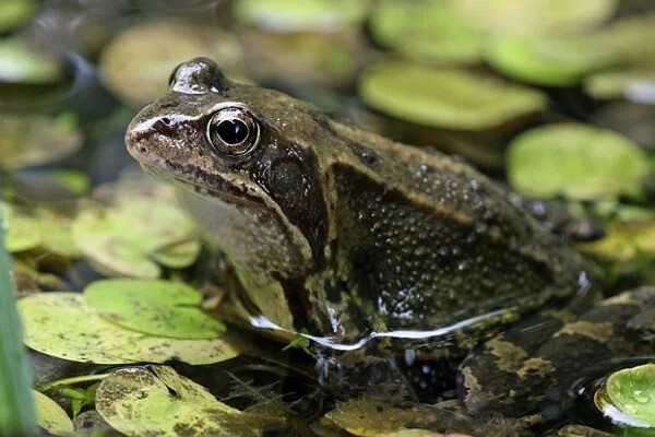 Giải mã giấc mơ thấy ếch cùng nhiều điềm báo tốt - xấu khác nhau 8 Ngủ mơ thấy ếch kêu