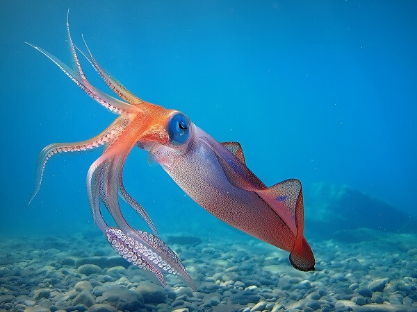 Giải mã giấc mơ: Mơ thấy con mực đánh số mấy dễ thắng lớn? 7 Mơ thấy con mực to hoặc bé thì cơ hội thắng lớn hay nhỏ?