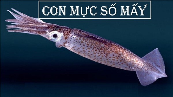 Giải mã giấc mơ: Mơ thấy con mực đánh số mấy dễ thắng lớn? 9 Những trường hợp thường mơ thấy mực ở lô thủ hiện nay