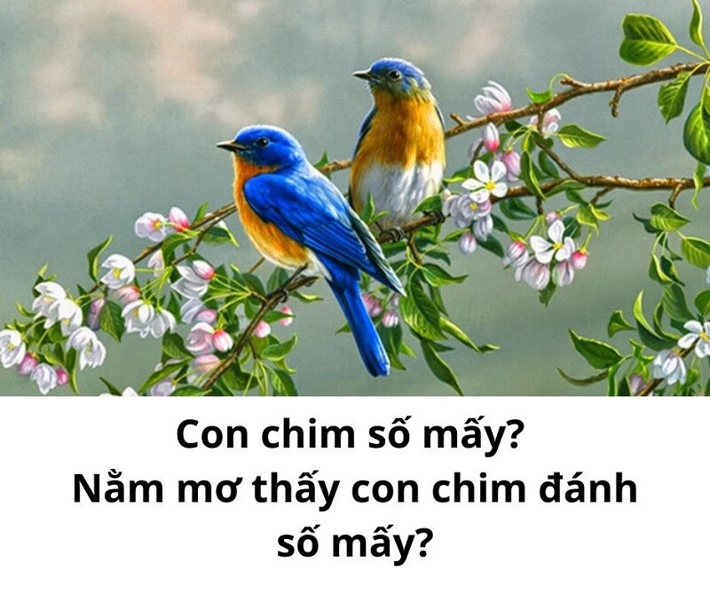 Mơ thấy chim sẻ đánh số mấy? Giấc mơ liên quan đến chim sẻ 7 Mơ thấy chim sẻ đánh số mấy?