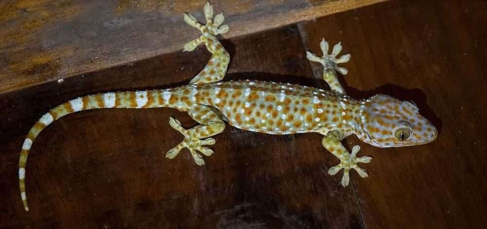 Giả mã ý nghĩa nằm mơ thấy tắc kè đánh số mấy 6 Nguyên nhân nằm mơ thấy tắc kè