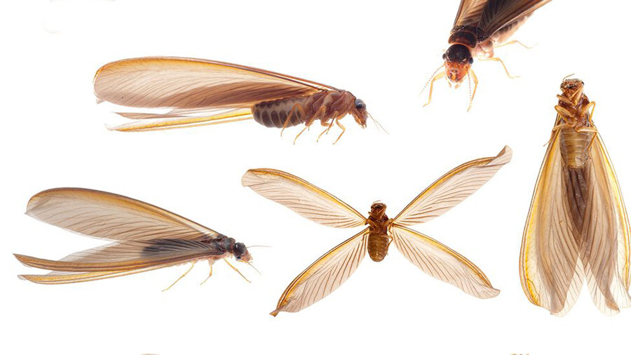 Giải mã hiện tượng mơ thấy mối là điềm hung hay cát 7 Con số liên quan đến giấc mơ mối cũng có rất nhiều