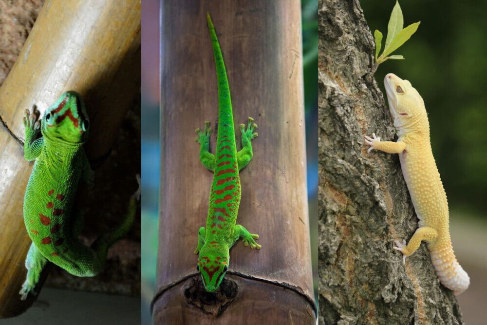 Giả mã ý nghĩa nằm mơ thấy tắc kè đánh số mấy 9 Nằm mơ thấy tắc kè đánh số mấy thì may mắn?