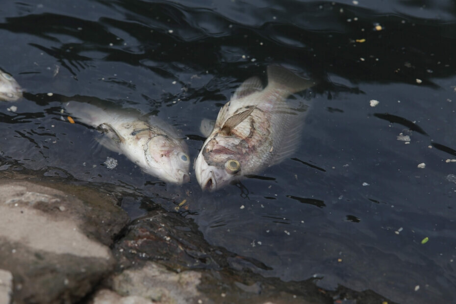 Giải mã chi tiết các giấc mơ thấy cá chết mới nhất 2025 8 Image