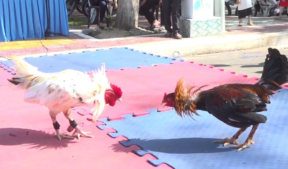 Khám phá giải đá gà C3 - Đấu trường nảy lửa bạn nên biết 7 Image