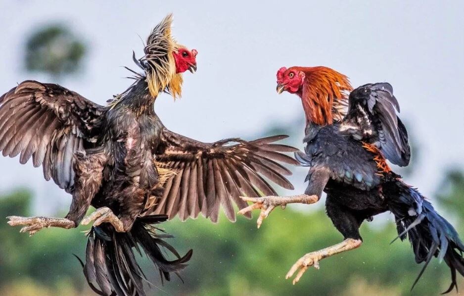 Quy trình huấn luyện gà đá chi tiết các bước bạn nên biết 9 Quy trình huấn luyện gà đá với các bài tập chuyên nghiệp