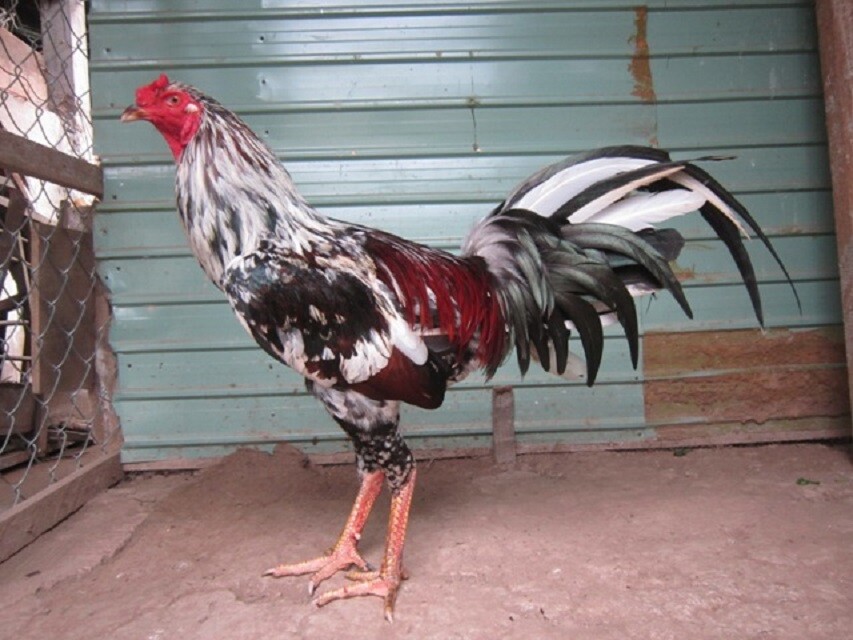 Gà linh kê là gì? Bí mật về giống gà khiến sới đá bùng nổ 10 Gà linh kê có đáng để đầu tư không?