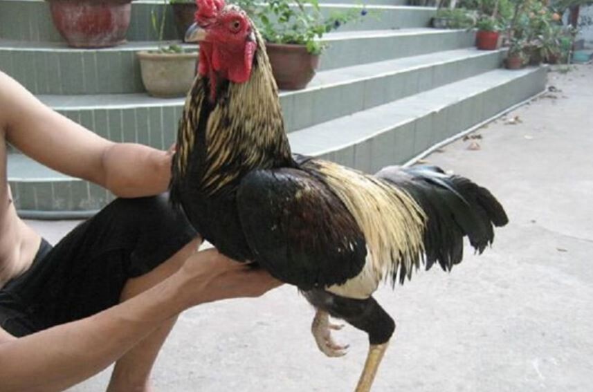 Top 5 bài tập luyện cơ chân cho gà chọi hiệu quả nhất 7 Lý do cần luyện cơ chân cho gà chiến là gì?